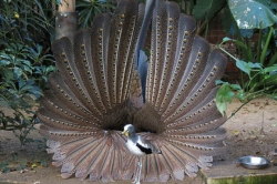 Let's Talk About Birds: Spring is in the air!