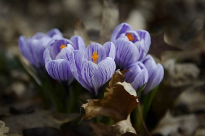 Crocus bloom from underneath piles of last year's fallen leaves Tuesday in Regent Square. Today marks the first day of spring.