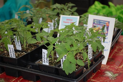 Tomato seedlings at the 2012 Pittsburgh Farm to Table Conference at the David L. Lawrence Convention Center.