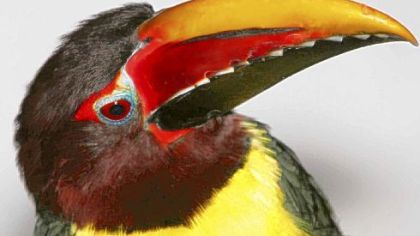 The National Aviary also has a green aracari toucan, which stars in many educational programs.