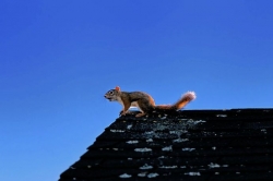Animal Tales: Nothing's squirrelly about neighbors trying to set a trap
