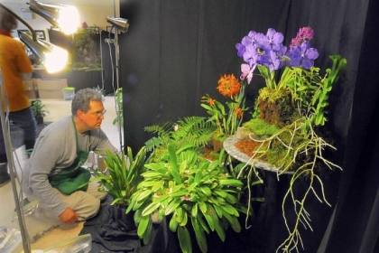 Lester Olson of Ben Avon Heights works on his exhibit at the Orchid Society of Western Pennsylvania Annual Show at Phipps Garden Center in Shadyside.