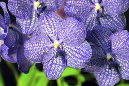 Vanda Manuvadee 'Sky' orchid of Lester Olson of Ben Avon Heights on display at the Orchid Society of Western Pennsylvania Annual Show at Phipps Garden Center in Shadyside.