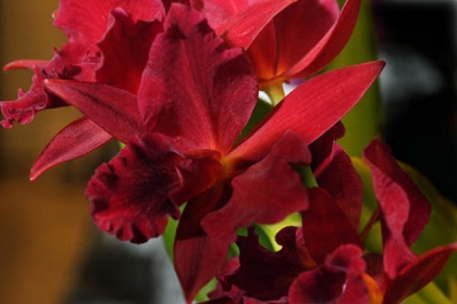 Cattleya orchid.
