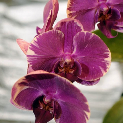 Phalaenopsis orchid from Woodstreams Orchids.