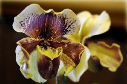 Slipper orchid.