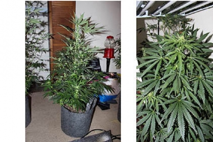 North Side man operated a marijuana grow lab in an apartment.