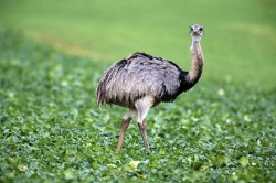 Big bird on the lam in Beaver County