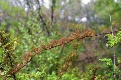 Rose rosette disease can take down even 'Knock Out' roses