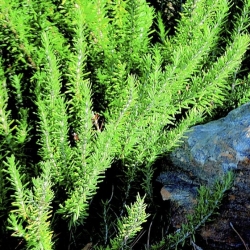 Rosemary in garden an aromatic delight