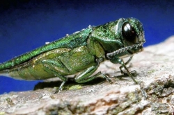Pennsylvania ash trees at the mercy of emerald ash borer, an Asian beetle
