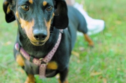 Pet Points: Serious disease prompts vets to improve lepto vaccine for dogs