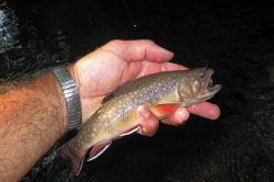 Pennsylvania's fewer native brook trout signals clean water and healthy land