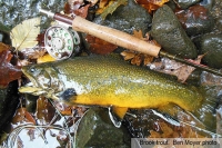 2013 TROUT PHOTO CONTEST