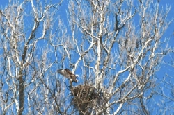 Let's Talk About Birds: Bald eagle nests