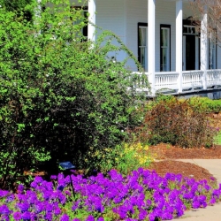 'Homestead Purple' verbena still leads the pack