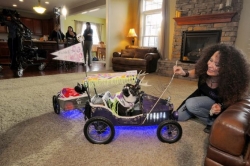 Pet Tales: Cruising cats drive into TV ads