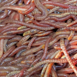 Keep live bait healthy for its introduction to trout waters