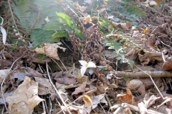 A wildflower walk in Westmoreland County, searching for signs of spring